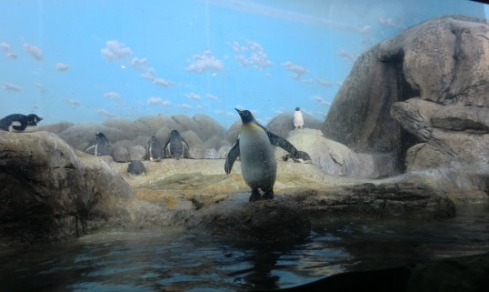 A scene from Happy Feet in more ways then one...
